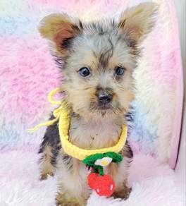 Yorkshire Terrier