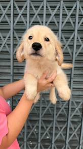golden retriever