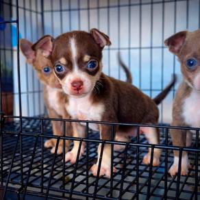 dachshund Chihuahua