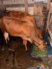 Lembu