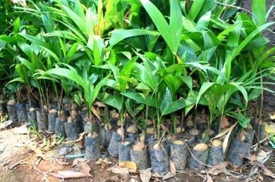 Benih pokok Pinang