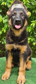 GERMAN SHEPHERD PUPPIES GSD50 Good structure