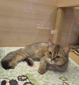 British Short hair Golden cat