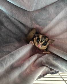 sugar glider classic grey