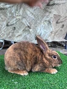 Arnab Rabbit Minirex Harlequin