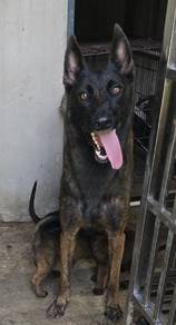 Belgian Malinois 