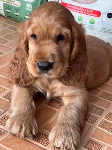male cocker spaniel puppies 00