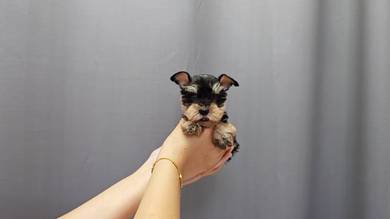SS7001 Mini Schnauzer Salt & Pepper #MKA