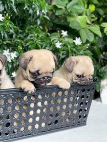 Pug