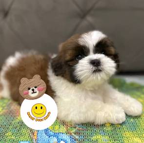 TTP_8002 pretty shih tzu puppy dog