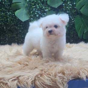 White Korean Bichon Frise Boy