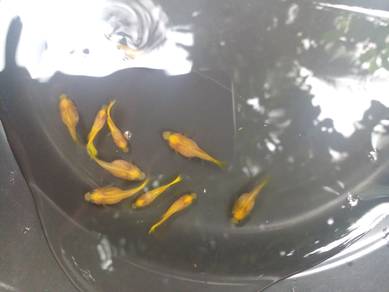 ikan guppy yelllow banana Sb GB rm25 