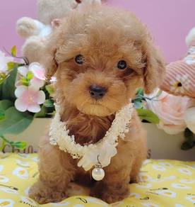 Poodle