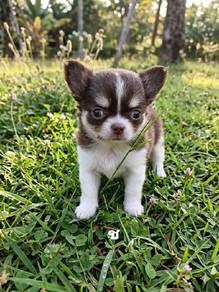 Mini chiwawa -Boy