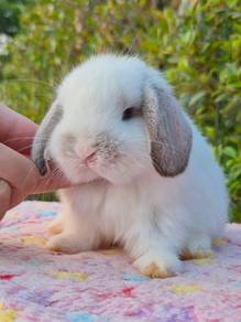 rabbit holland lop