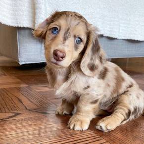 q6611 MKA Mini Dachshund choco dapple haired puppy