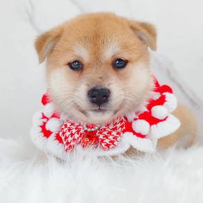 Shiba Inu