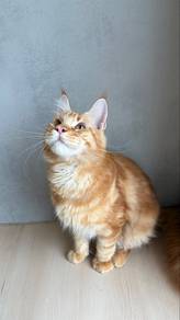 mainecoon available for rehoming π‘