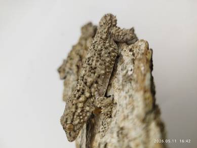 Gecko