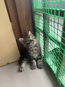 Mainecoon Cat