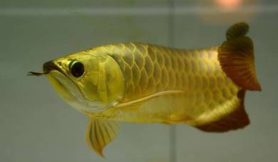 Arowana 24k 10 inch 3a quality-wholesale