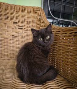 siberian female kitten