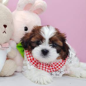 ShihTzu