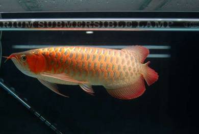 Arowana super red 15 inch -wholesale price