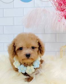 Poodle