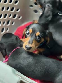 dachshund