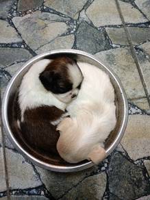 shih tzu 