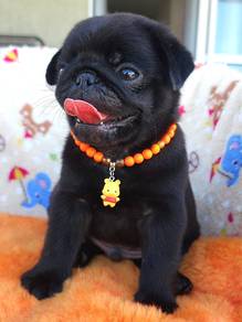 pug 4