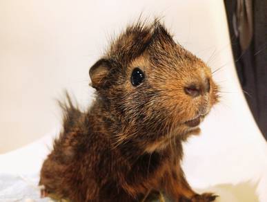 Abbsinyian Guinea Pig