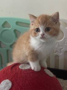 Pure breed British shorthair kitten