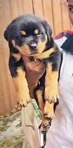 Rottweiler puppy