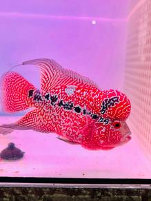 Flower horn Super red magma