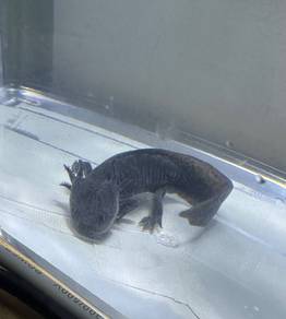 axolotl salamander fish