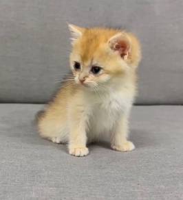 British ny11 kittens ready home