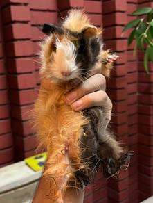 Guinea Pigs