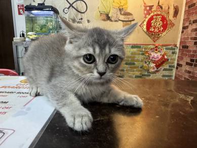 munchkin kitten