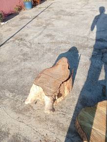 kayu agam,hirisan