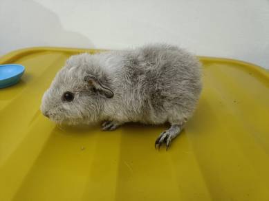 Guinea Pig Teddy