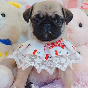 Pug
