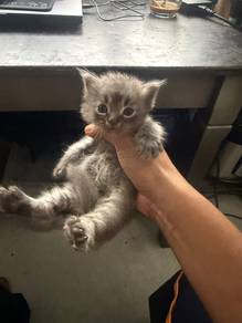 wts 4weeks kittens.
