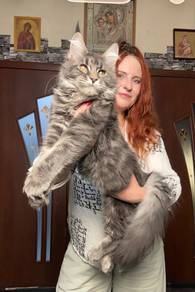 Mainecoon