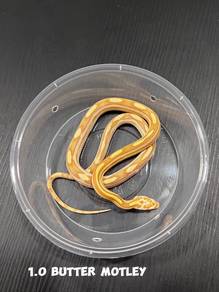 corn snake (butter motley morph)