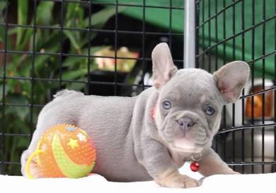 FRENCH BULLDOG PUPPIES 🌻VIP170 Boy -Girl