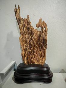 West Malaysian wild agarwood