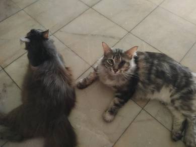 Domestic long hair