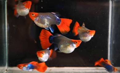 Short Body Koi Guppy